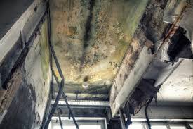 Best Emergency Mold Remediation  in Muttontown, NY